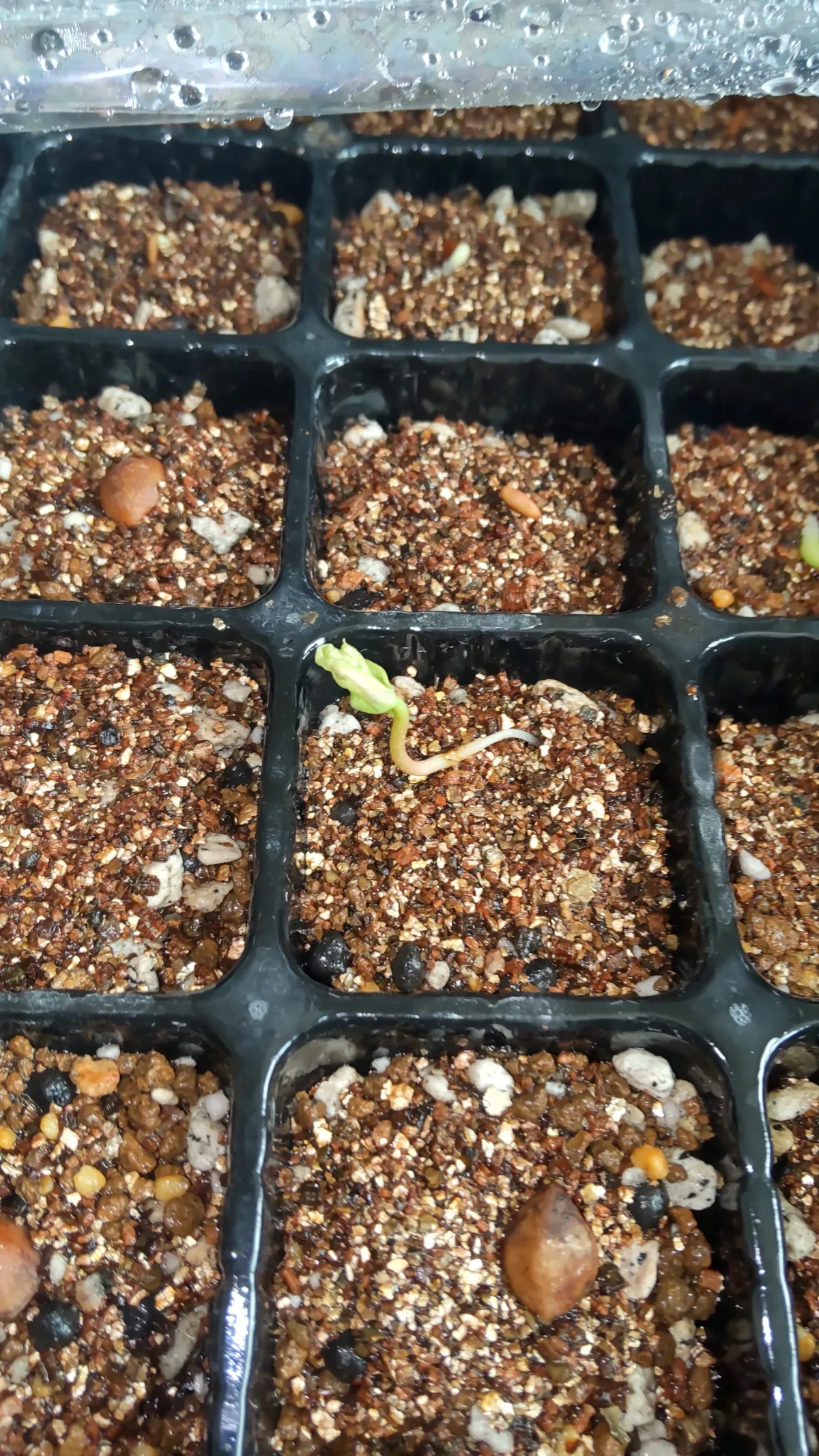 Commiphora hyphaenoides sp. tulear (コミフォラ ヒファエノイデス)