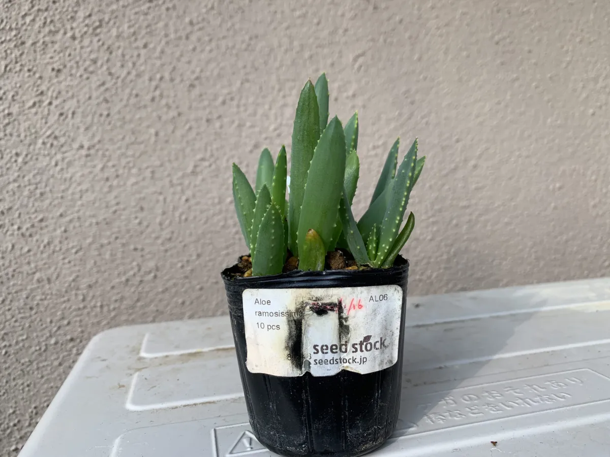 Aloe ramosissima (アロエ ラモシシマ)