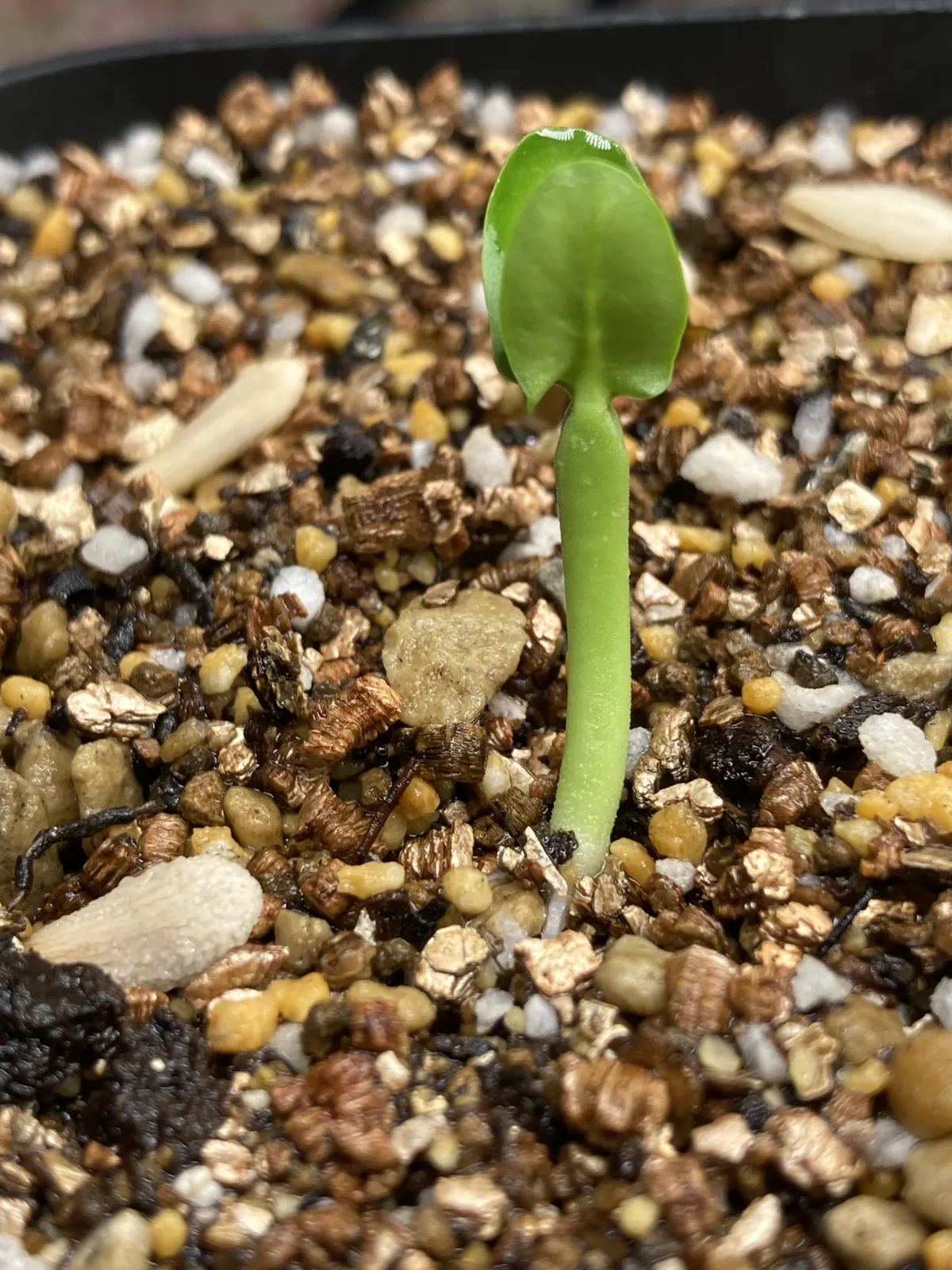 Pachypodium menabeum (パキポディウム メナベウム)