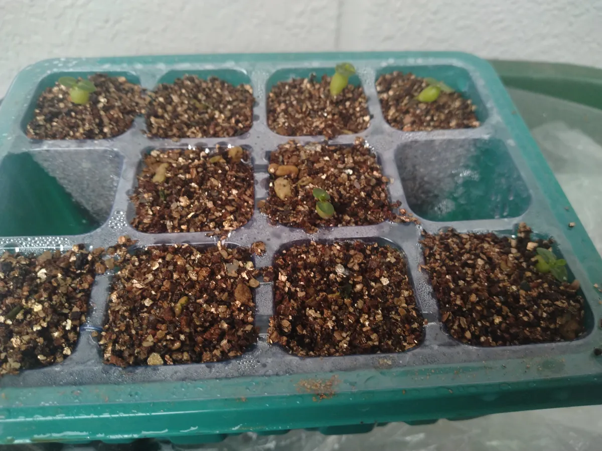 Pachypodium bispinosum (パキポディウム ビスピノーサム)