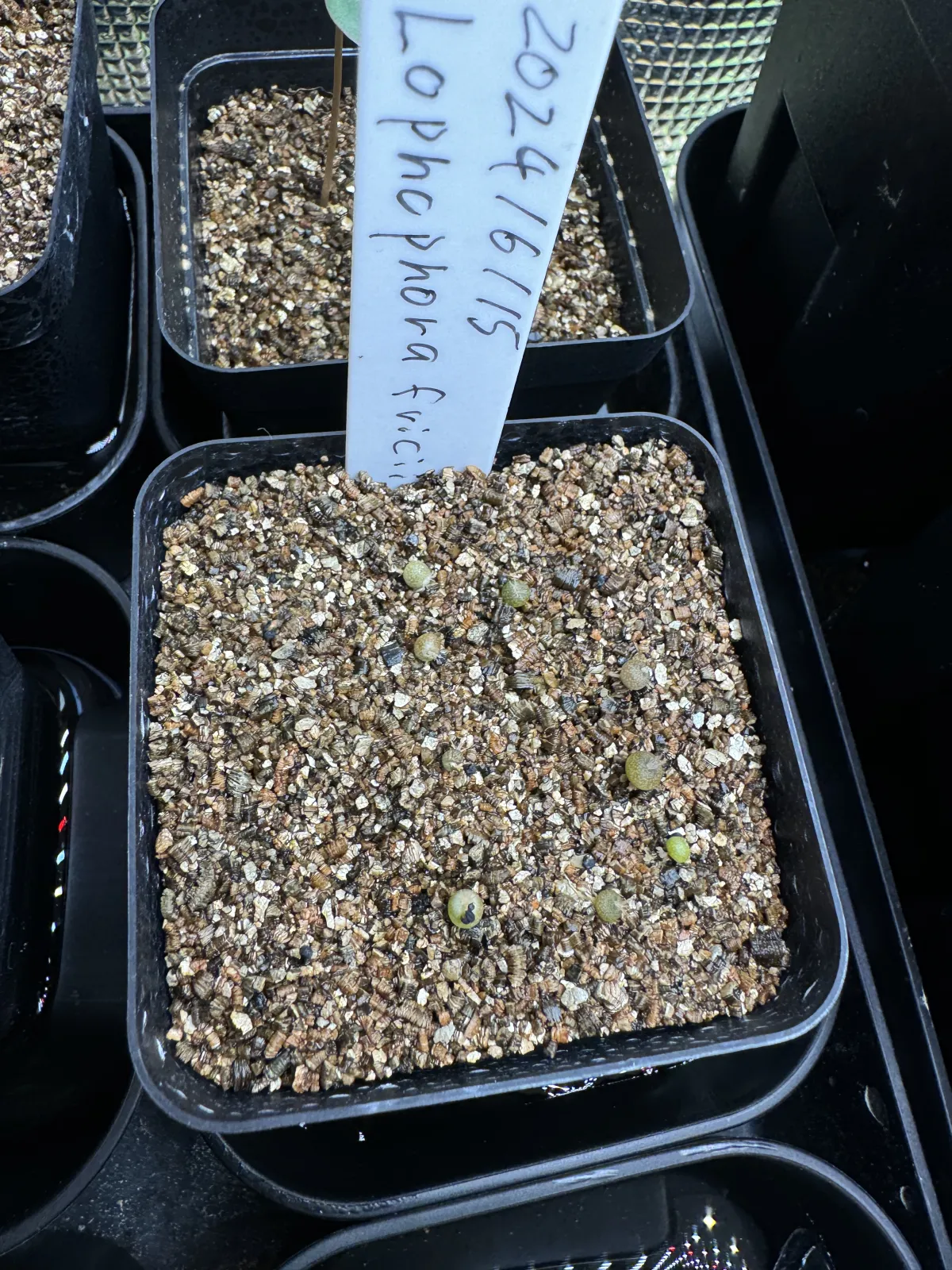 Lophophora fricii (ロフォフォラ 疣銀冠玉)