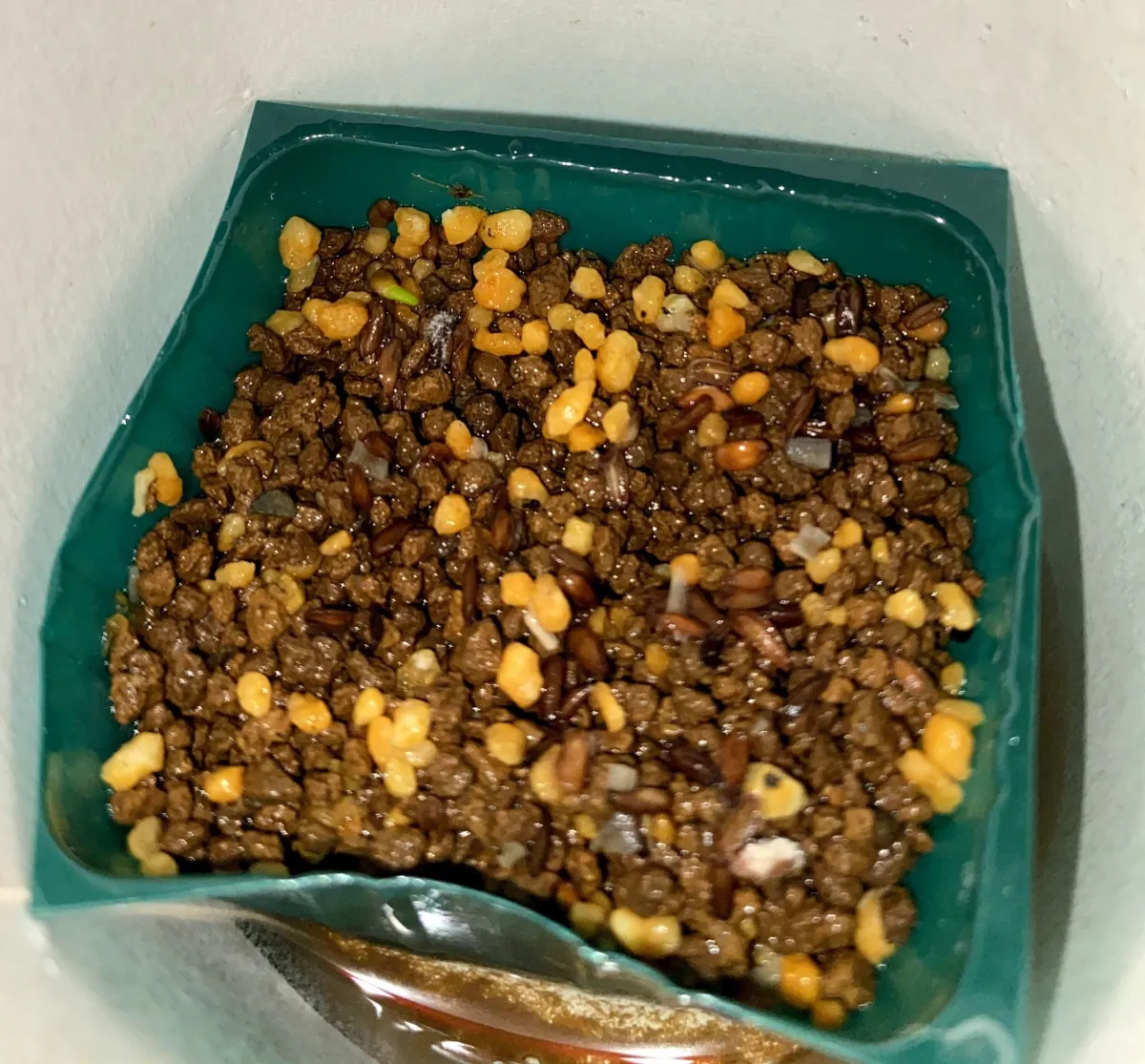 [モニター種子] パキポディウム ブレビカウレ Pachypodium brevicaule ssp. brevicaule