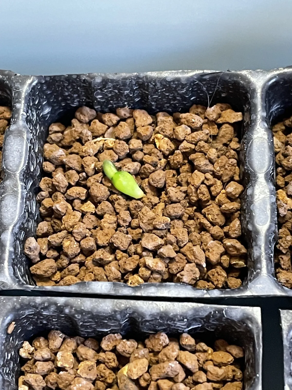 Pachypodium brevicaule subsp. leucoxanthum (パキポディウム レウコキサンツム)