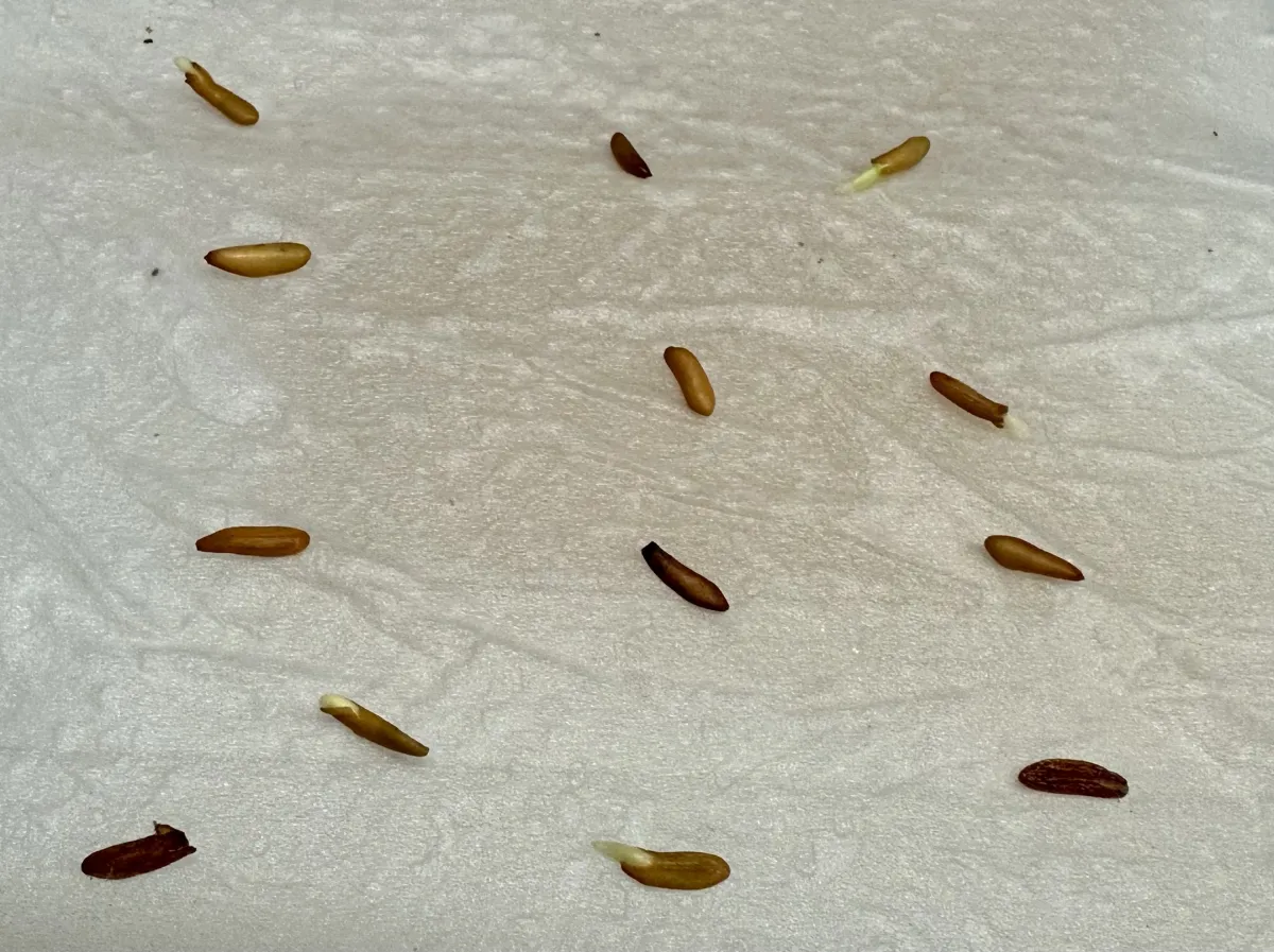 Pachypodium rosulatum var. gracilius (パキポディウム グラキリス)