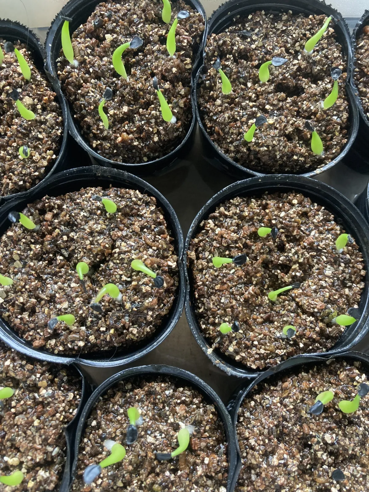 Agave titanota 'Blue' (アガベ チタノタブルー)