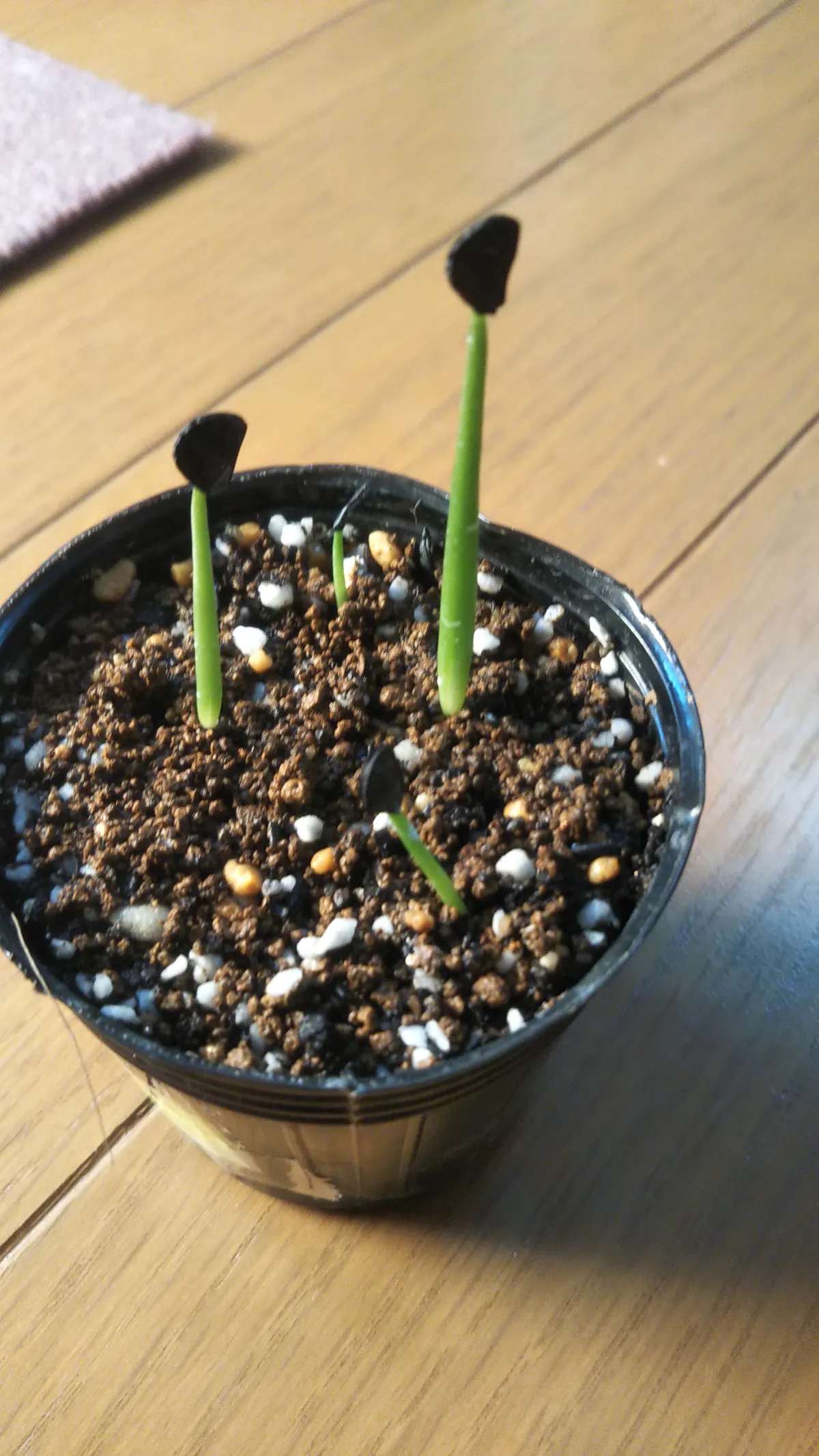 Agave americana var. franzosinii (アガベ フランゾシニー)