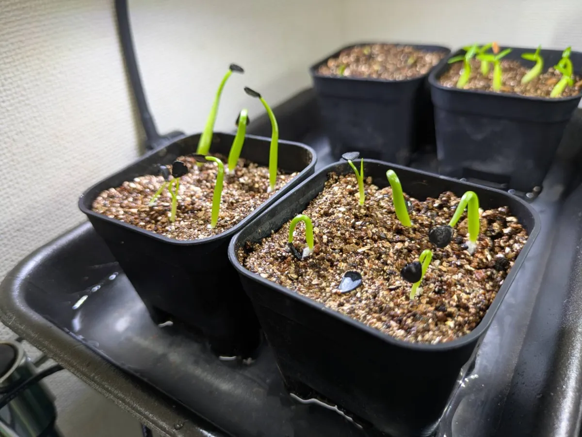 Agave americana var. franzosinii (アガベ フランゾシニー)