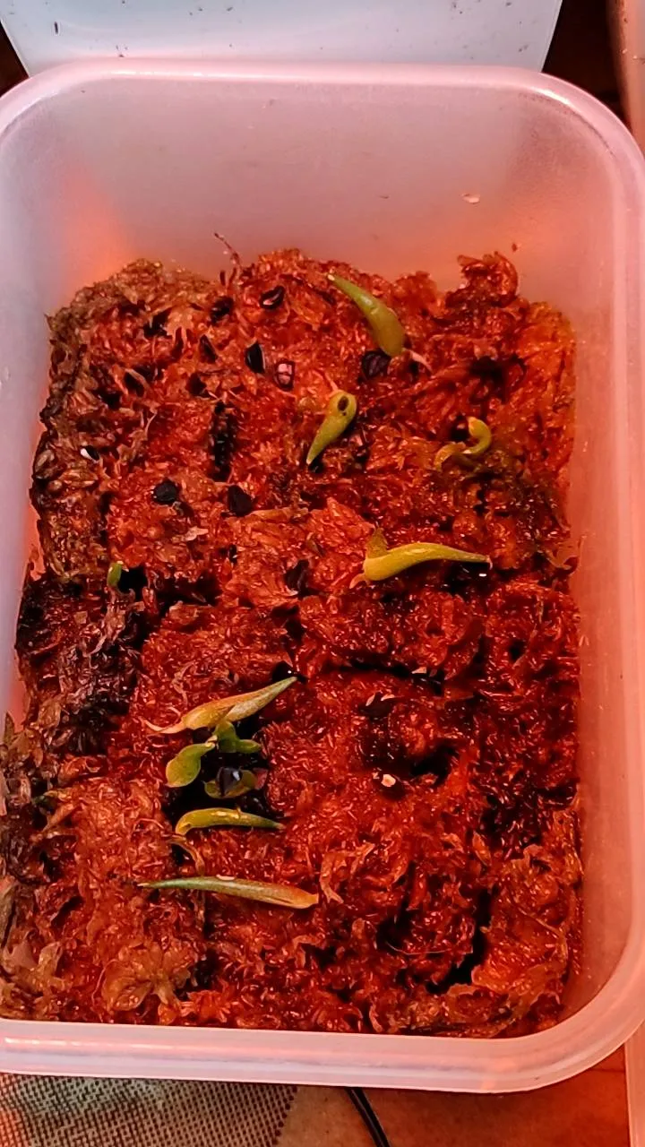 Agave titanota (アガベ チタノタ ドワーフ)