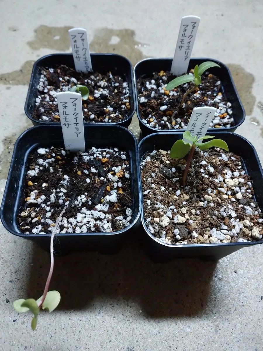 Fouquieria formosa (フォークイエリア フォルモサ)