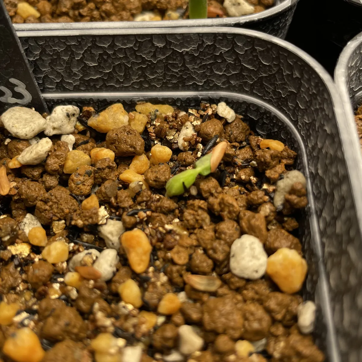 [無料種子] 発芽難 パキポディウム グラキリス　 Pachypodium rosulatum var. gracilius