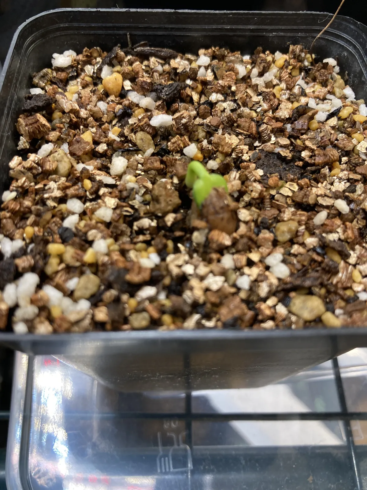 Olea europaea (オリーブ ユーロピア)