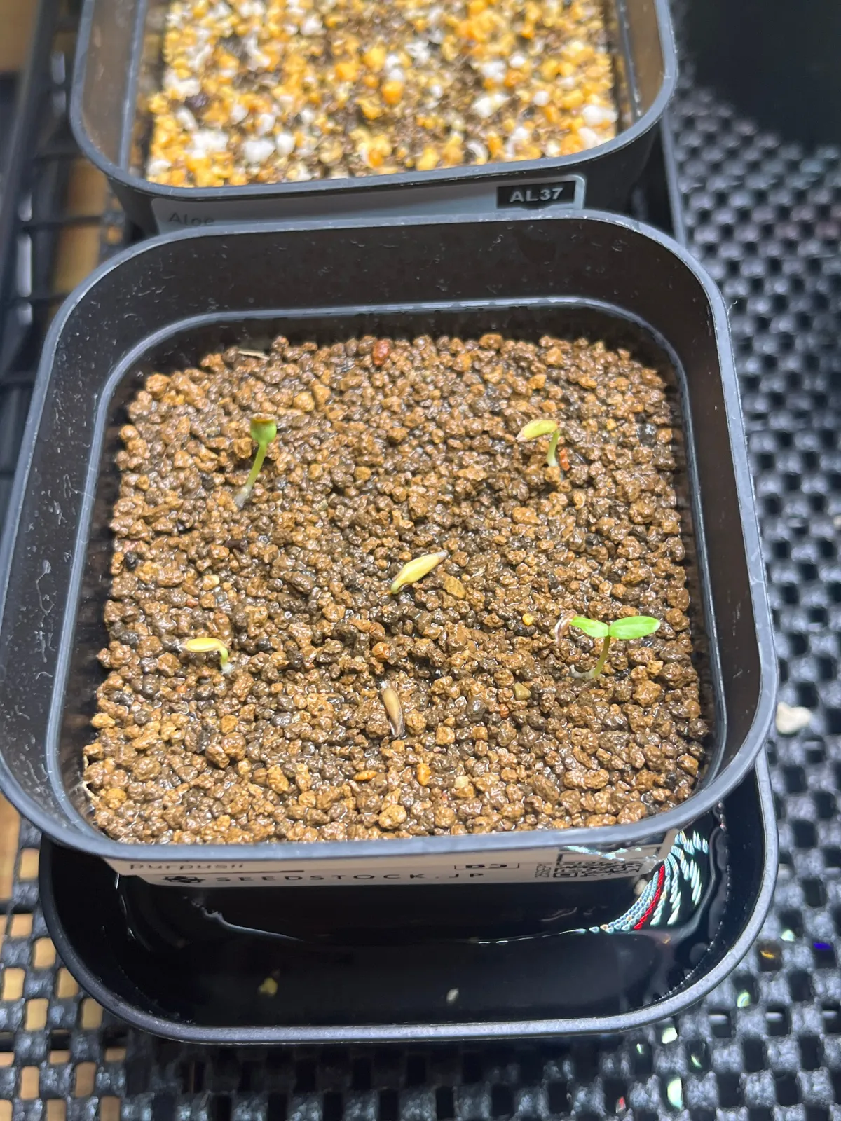 Fouquieria purpusii (フォークイエリア プルプシー)