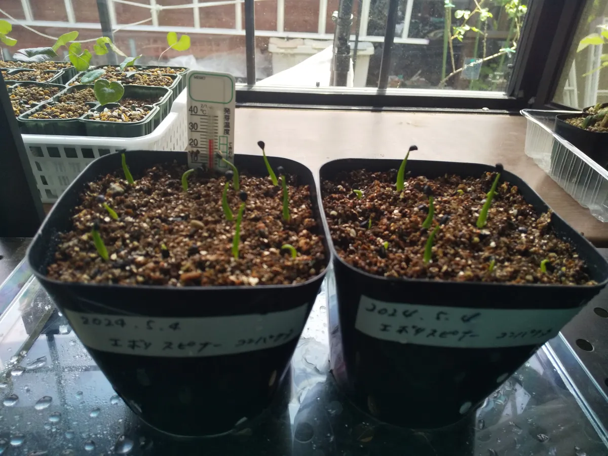 Agave utahensis ssp. utahensis 'Compacta' (アガベ ユタエンシスコンパクタ)