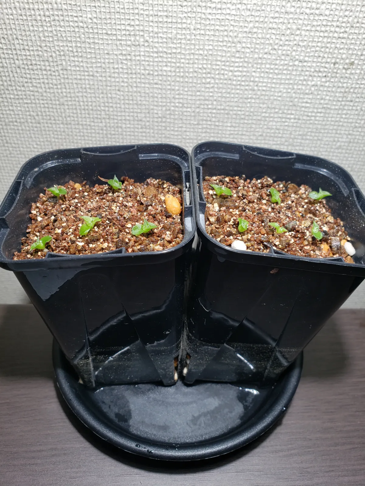 Hechtia lanata (ヘクチア ラナータ)