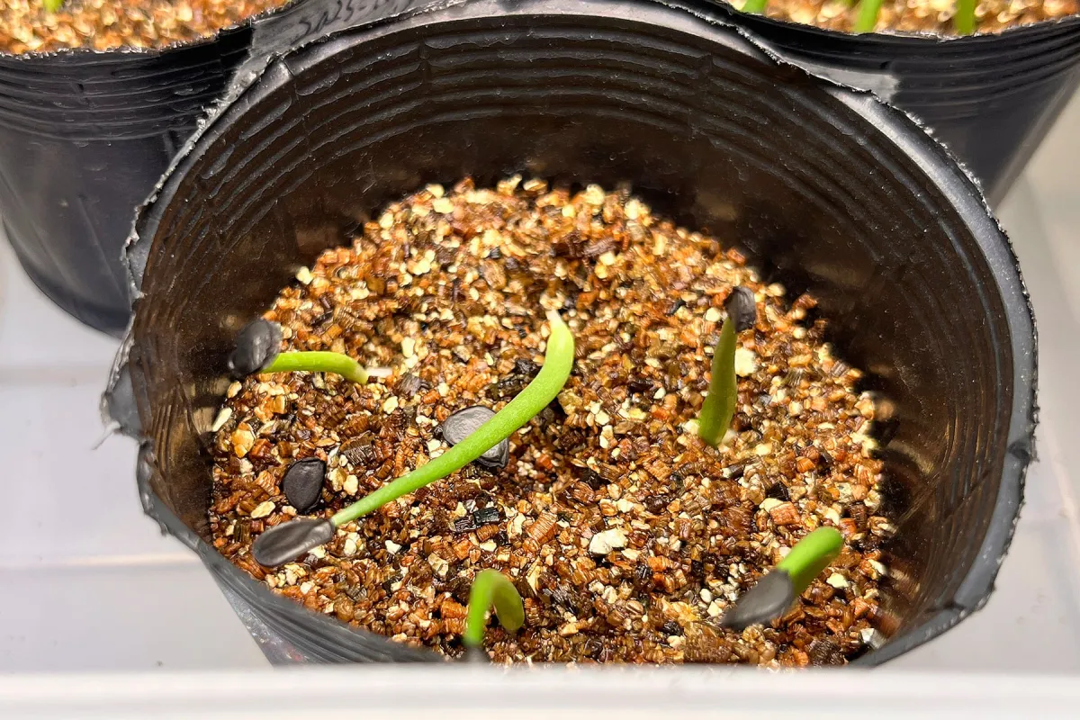 Agave colorata Mescal Ceniza (アガベ コロラータ)