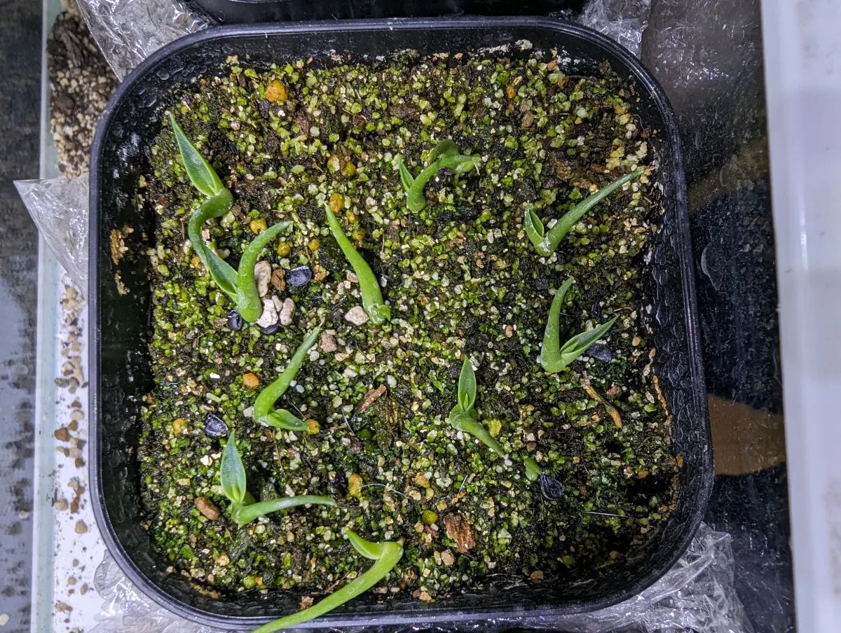 Agave utahensis var. eborispina (アガベ エボリスピナ)