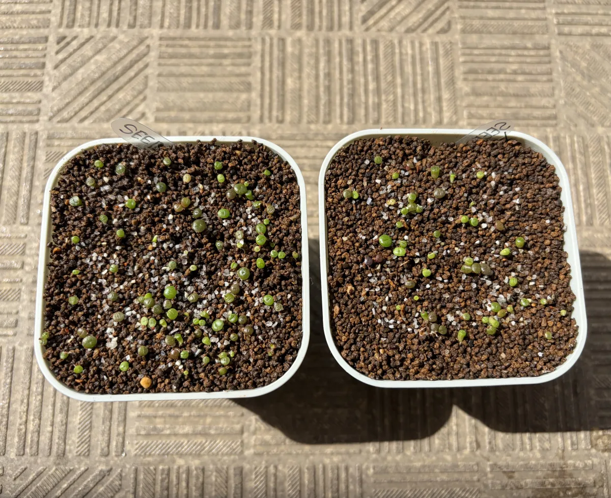 Lithops Mix (リトープス ミックス)