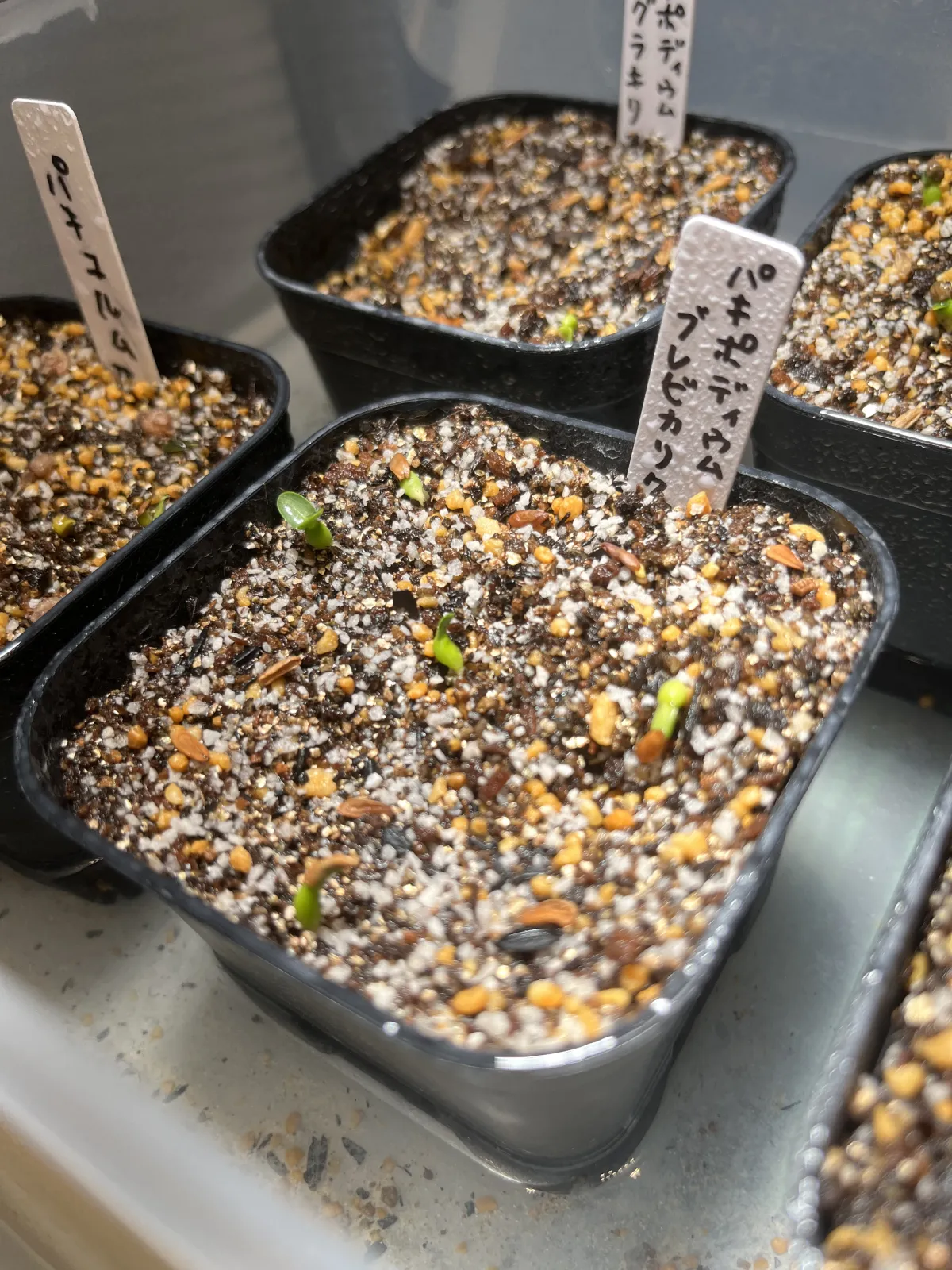 Pachypodium densiflorum var. brevicalyx (パキポディウム ブレビカリックス)