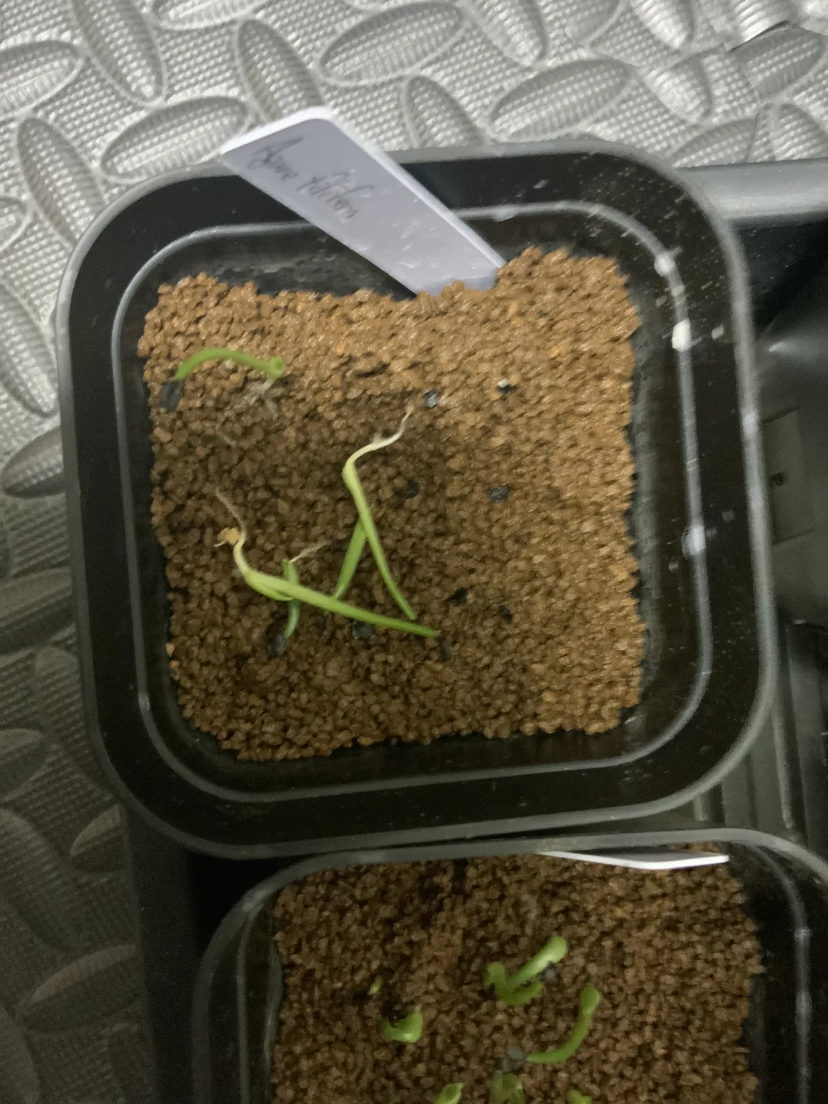 Agave filifera (アガベ フィリフェラ)