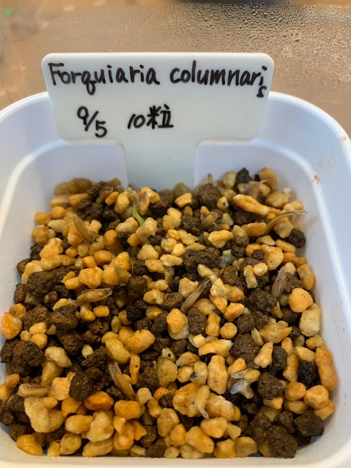 Fouquieria columnaris (フォークイエリア コルムナリス 観峰玉)