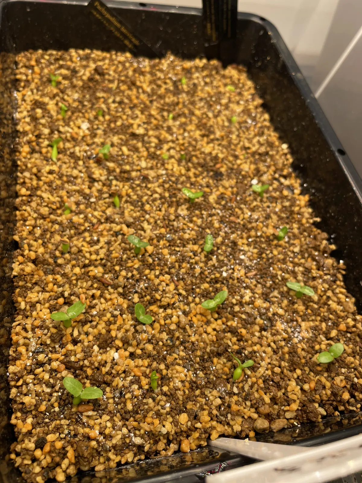 Pachypodium brevicaule subsp. leucoxanthum (パキポディウム レウコキサンツム)