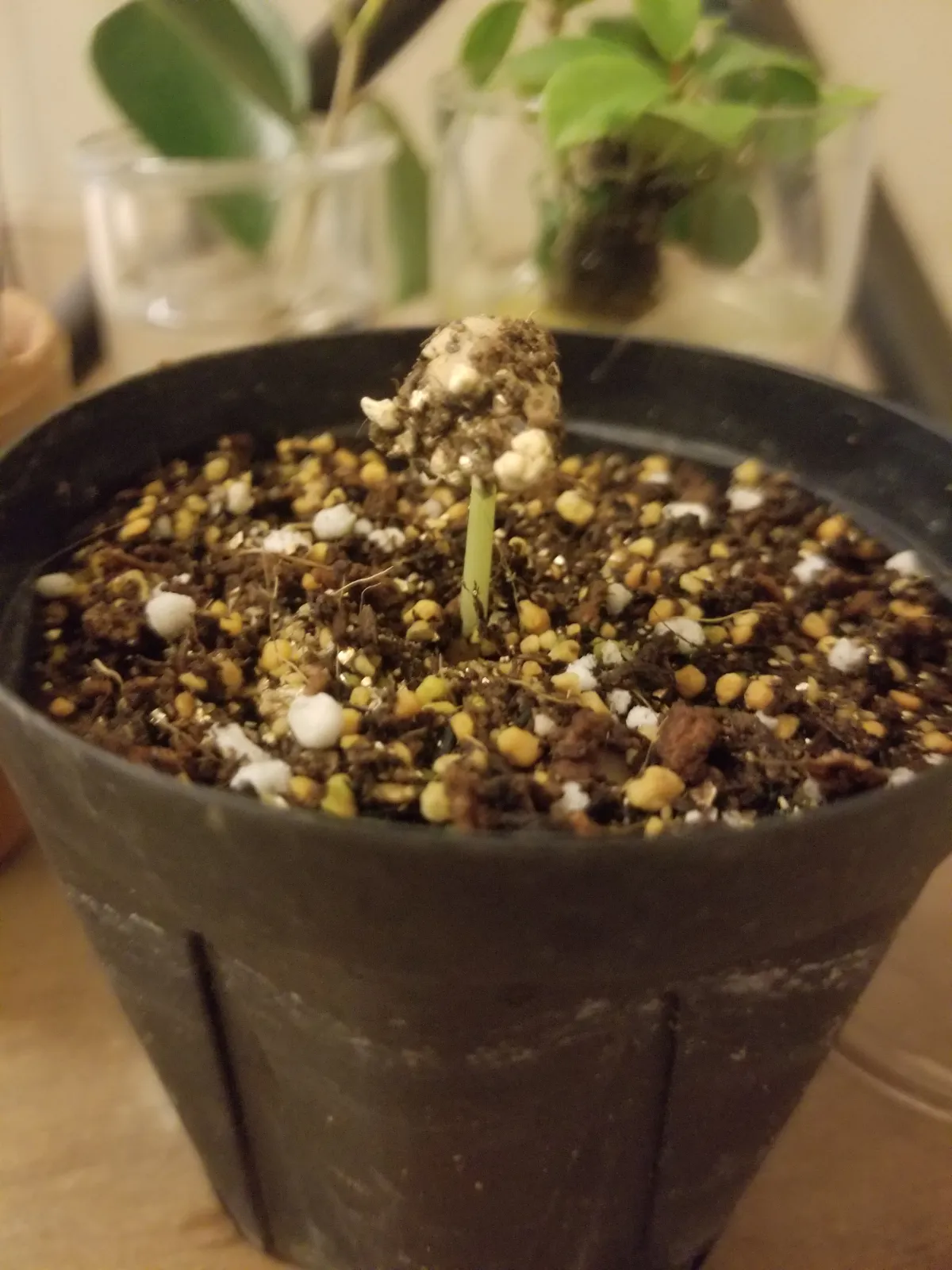 Commiphora mildbraedii (コミフォラ ミルドブラエディ ブラックバーク)