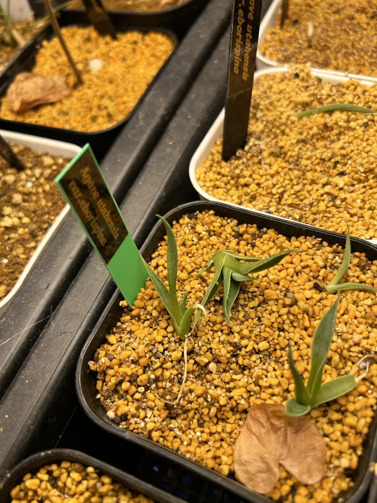 Agave utahensis var. eborispina (アガベ エボリスピナ)