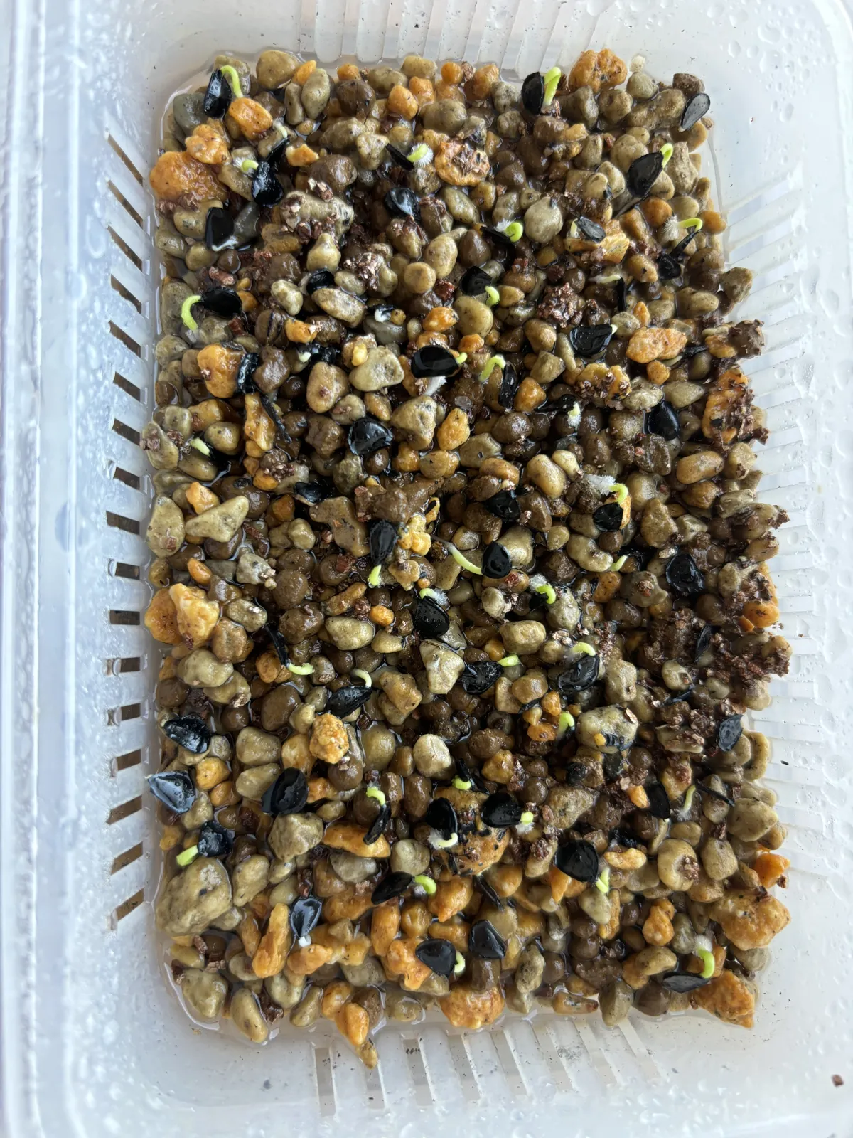 Agave parryi var. truncata (アガベ パリー トランカータ)