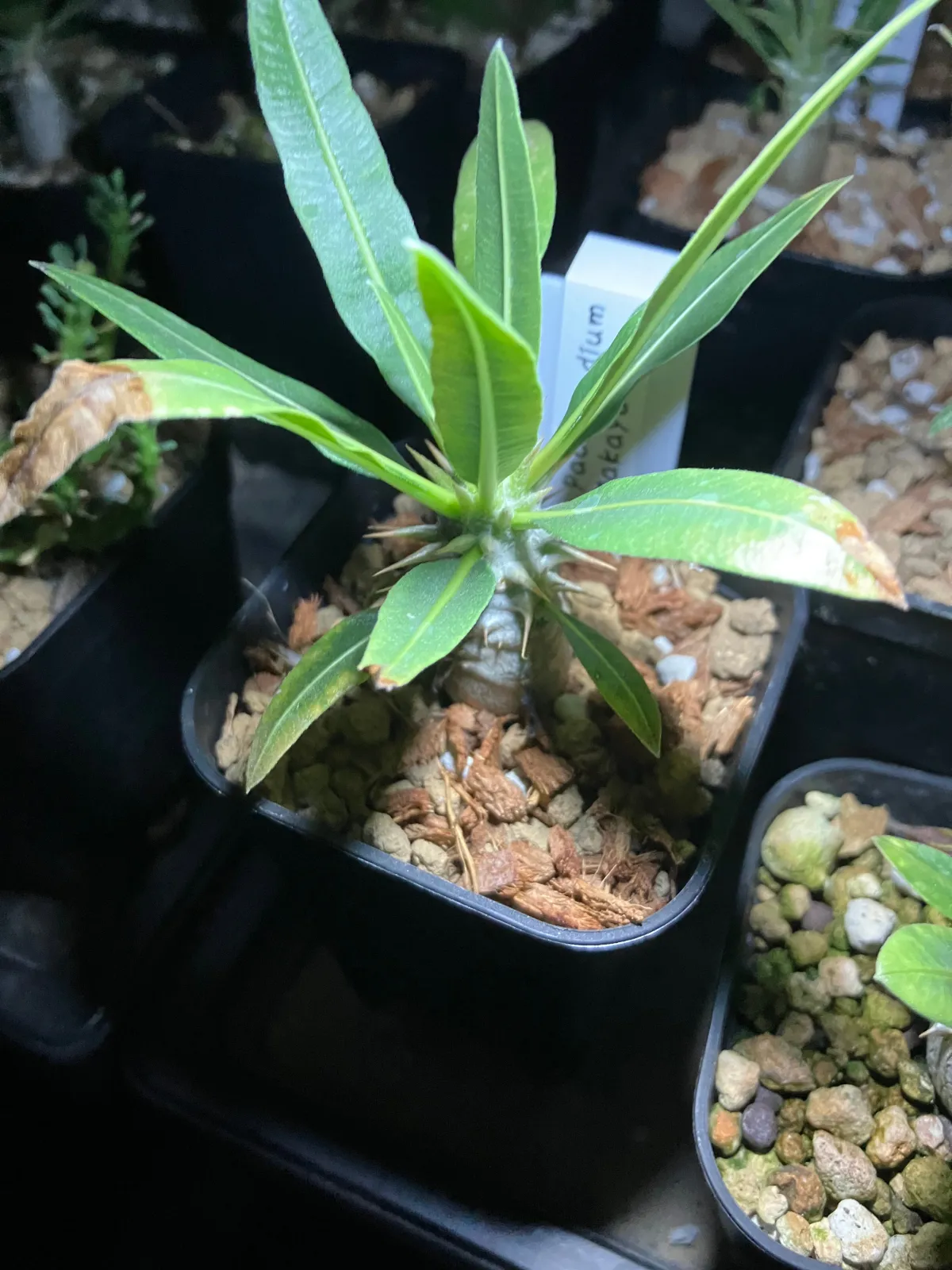 Pachypodium rosulatum subsp. makayense (パキポディウム マカイエンセ)