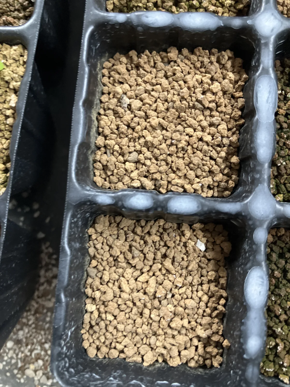 Tylecodon wallichii (ティレコドン ワリチー)