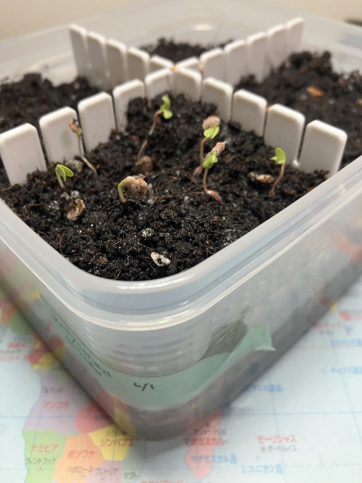 Pachycormus discolor (パキコルムス ディスカラー)