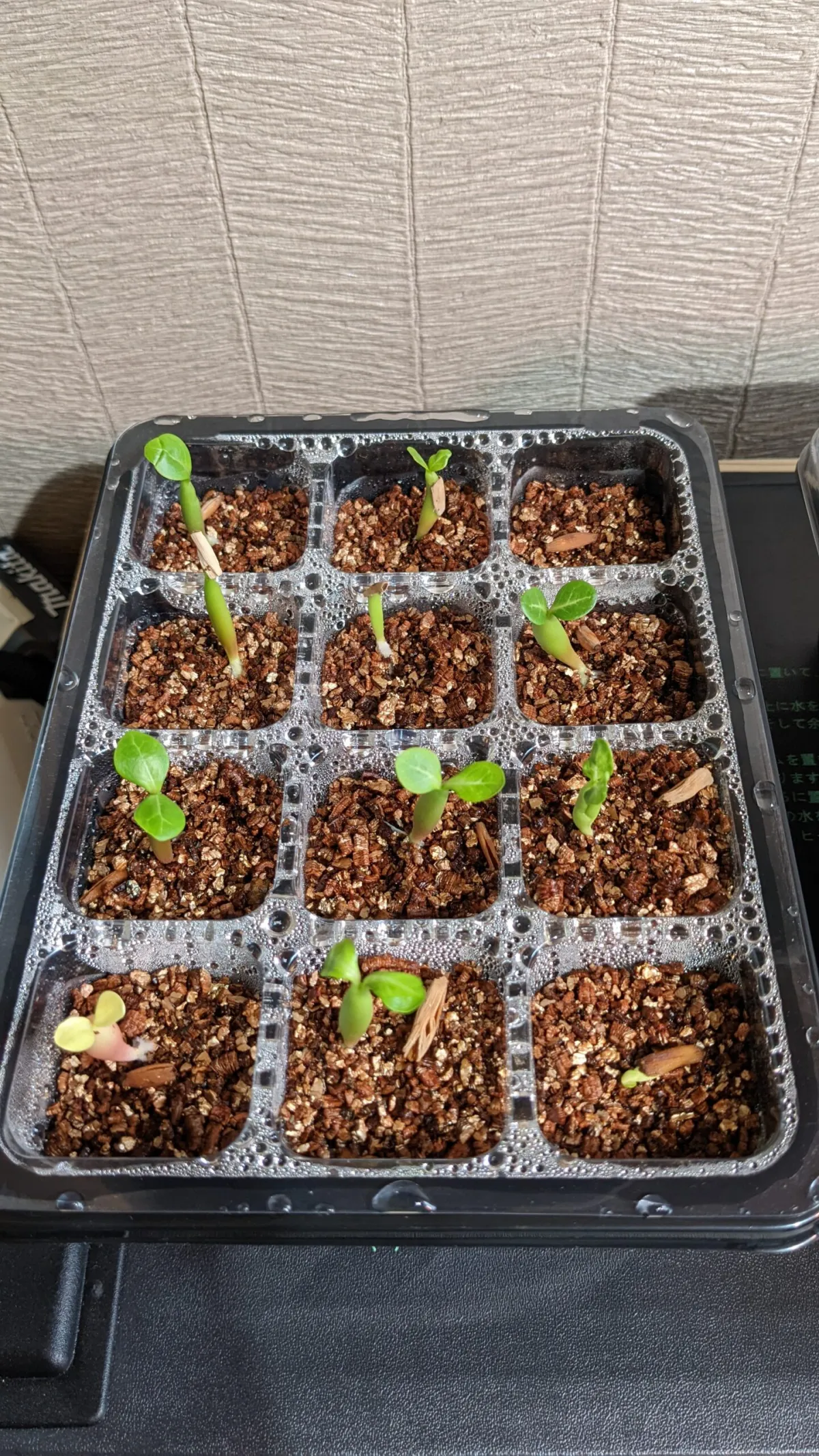 Adenium somalense var. somalense (アデニウム ソマレンセ)