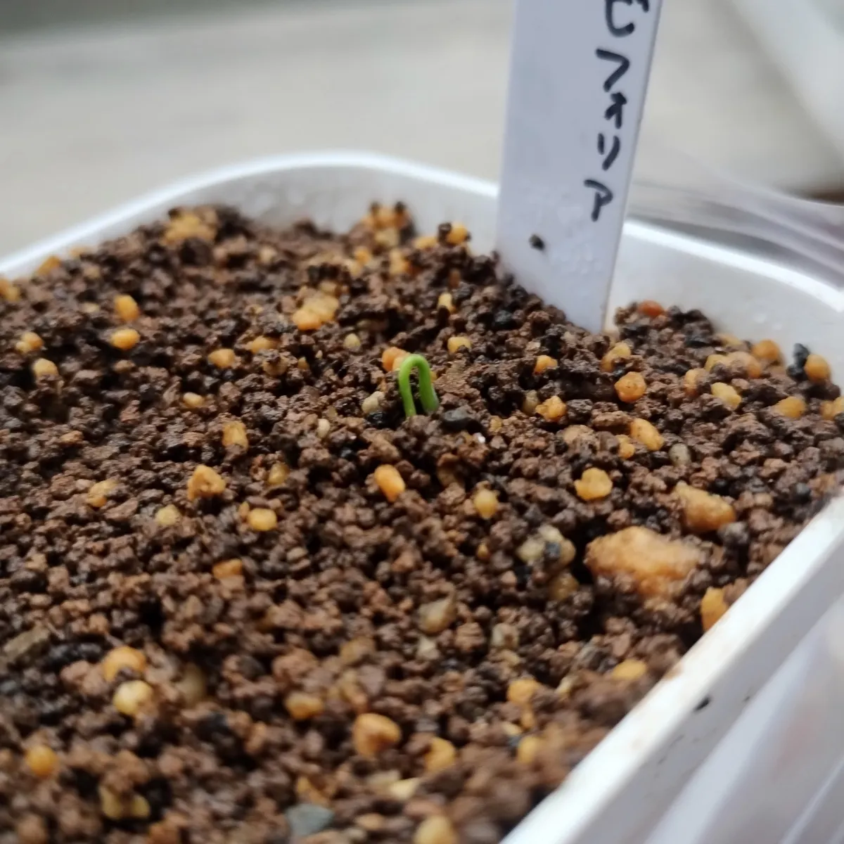 Nolina brevifolia (ノリナ ブレビフォリア)