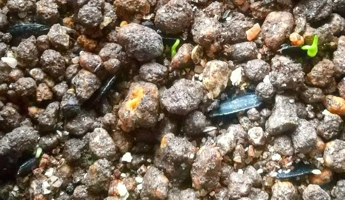 Xanthorrhoea australis (ザントロエア オーストラリス)