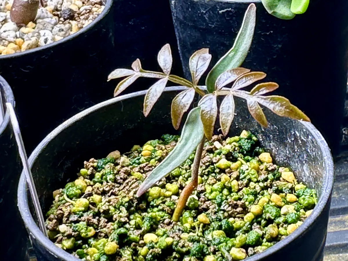 Operculicarya pachypus (オペルクリカリア パキプス)