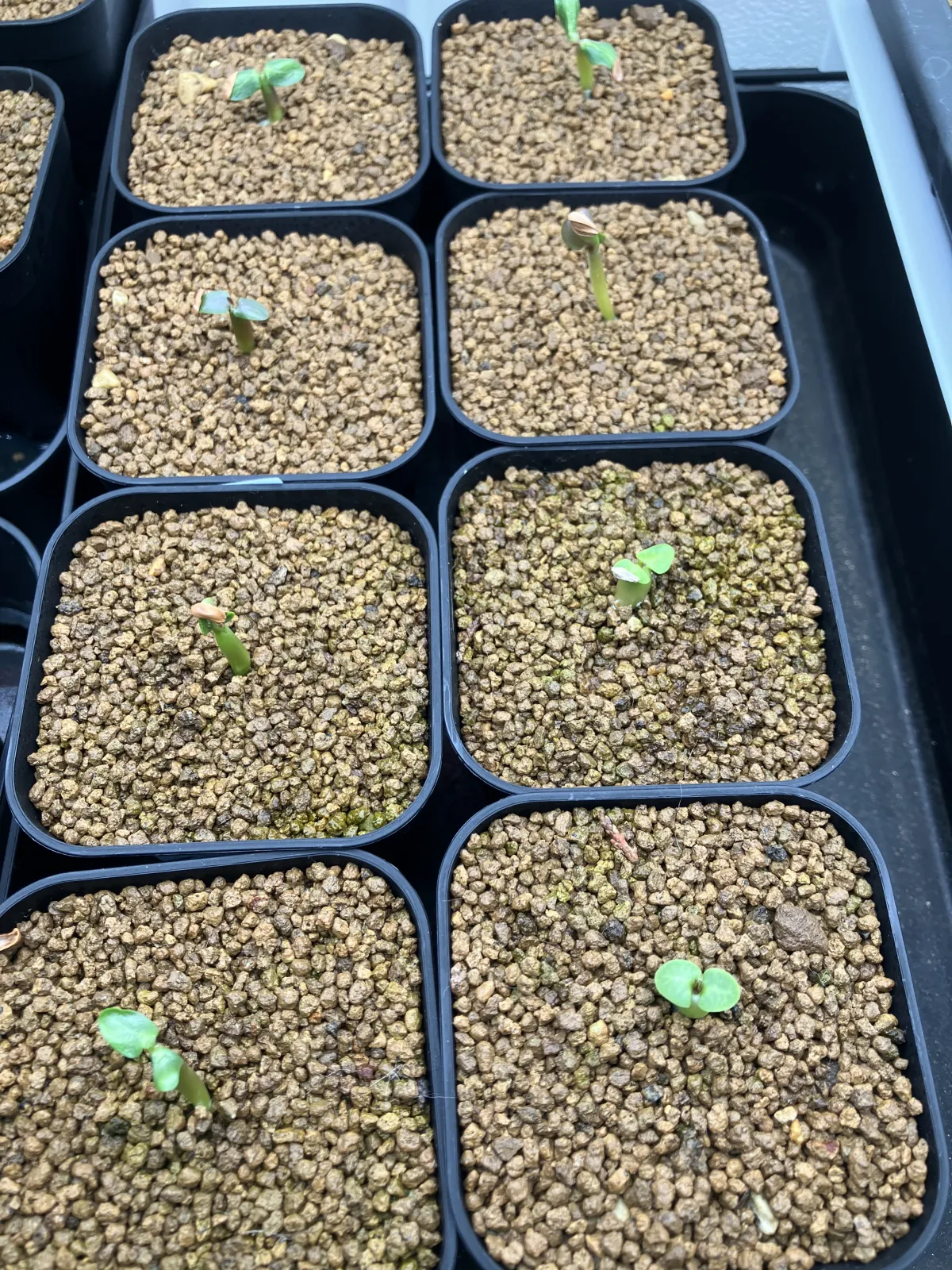 Pachypodium rosulatum var. inopinatum (パキポディウム イノピナツム)