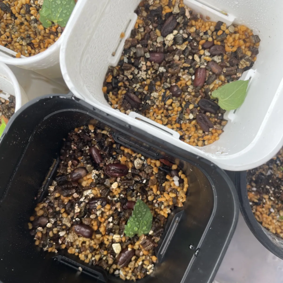 Phoenix roebelenii (フェニックス ロベレニー（シンノウヤシ）)