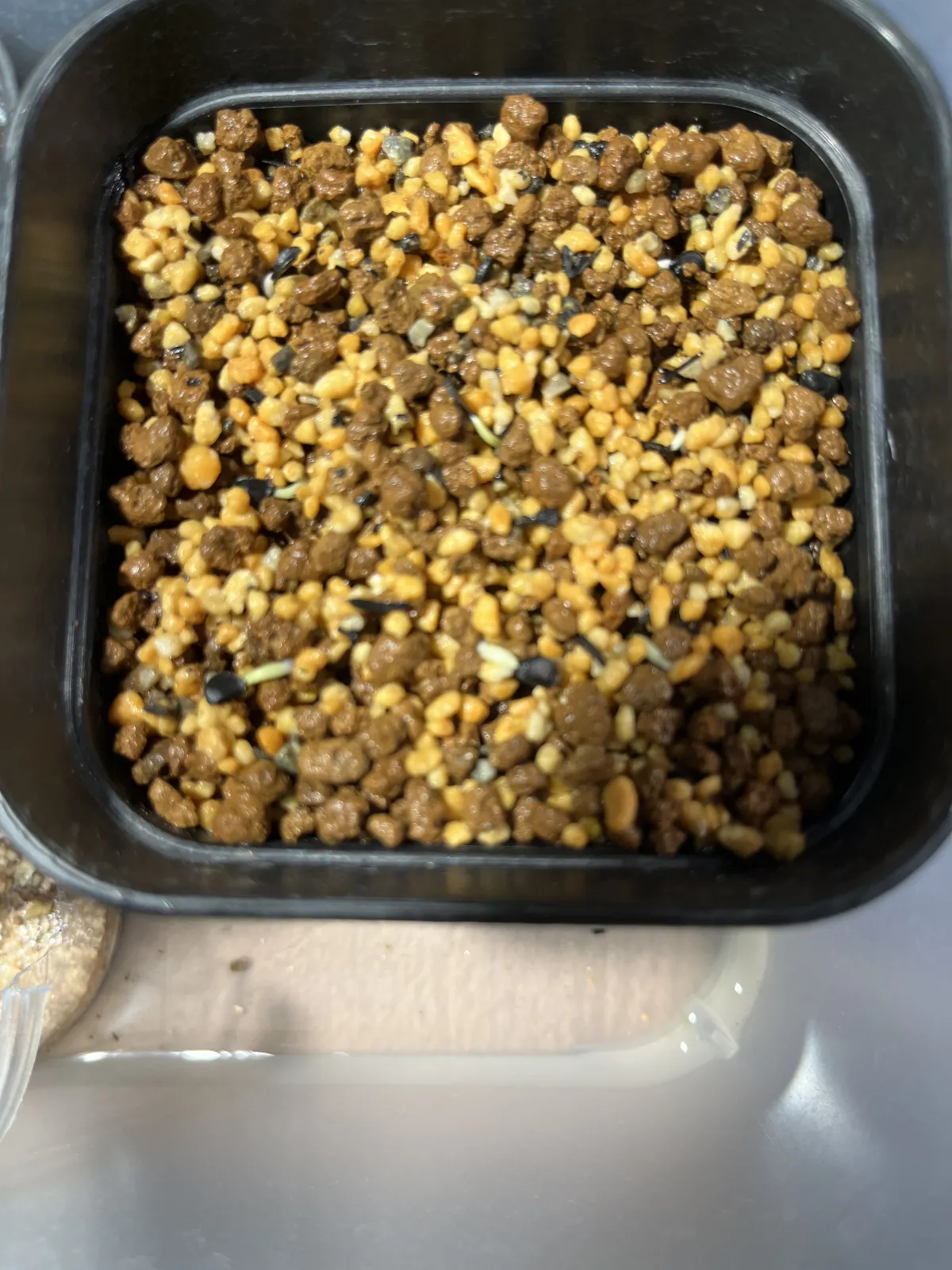 Agave utahensis var. eborispina (アガベ エボリスピナ)