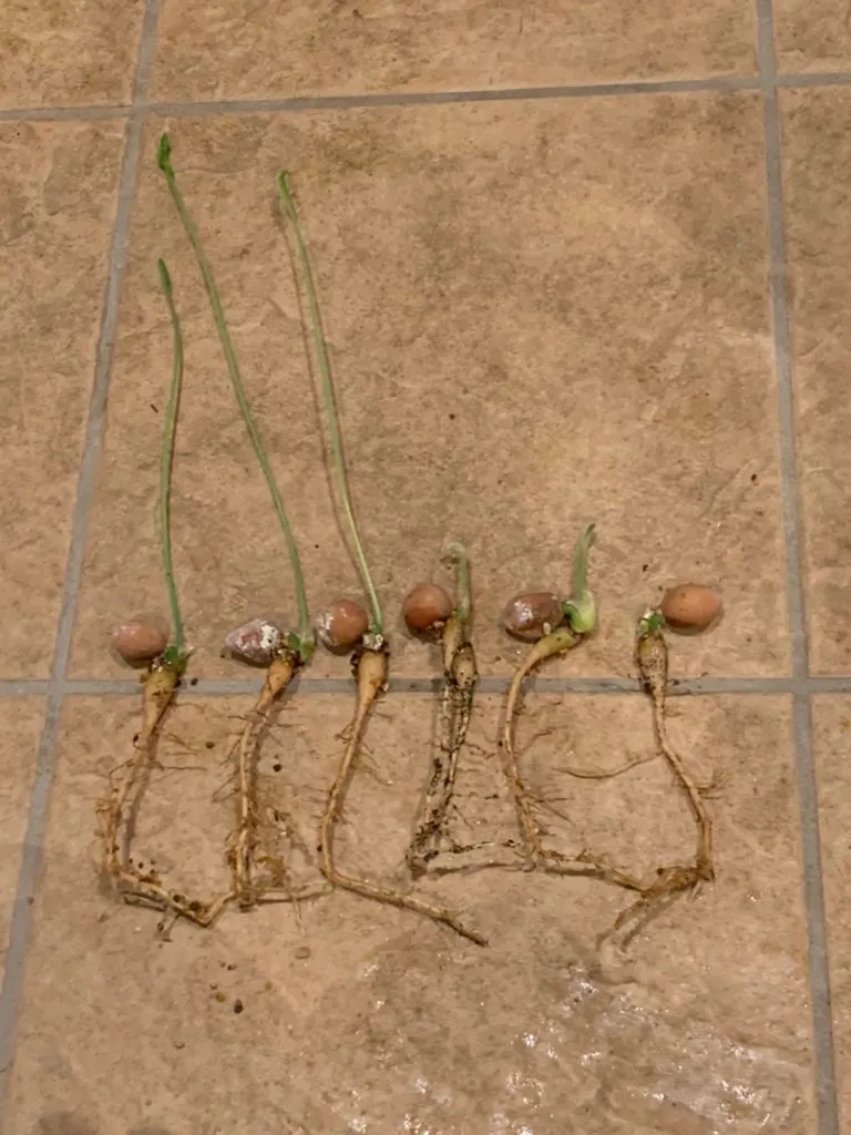 Dioon edule (ディオーン エデューレ)