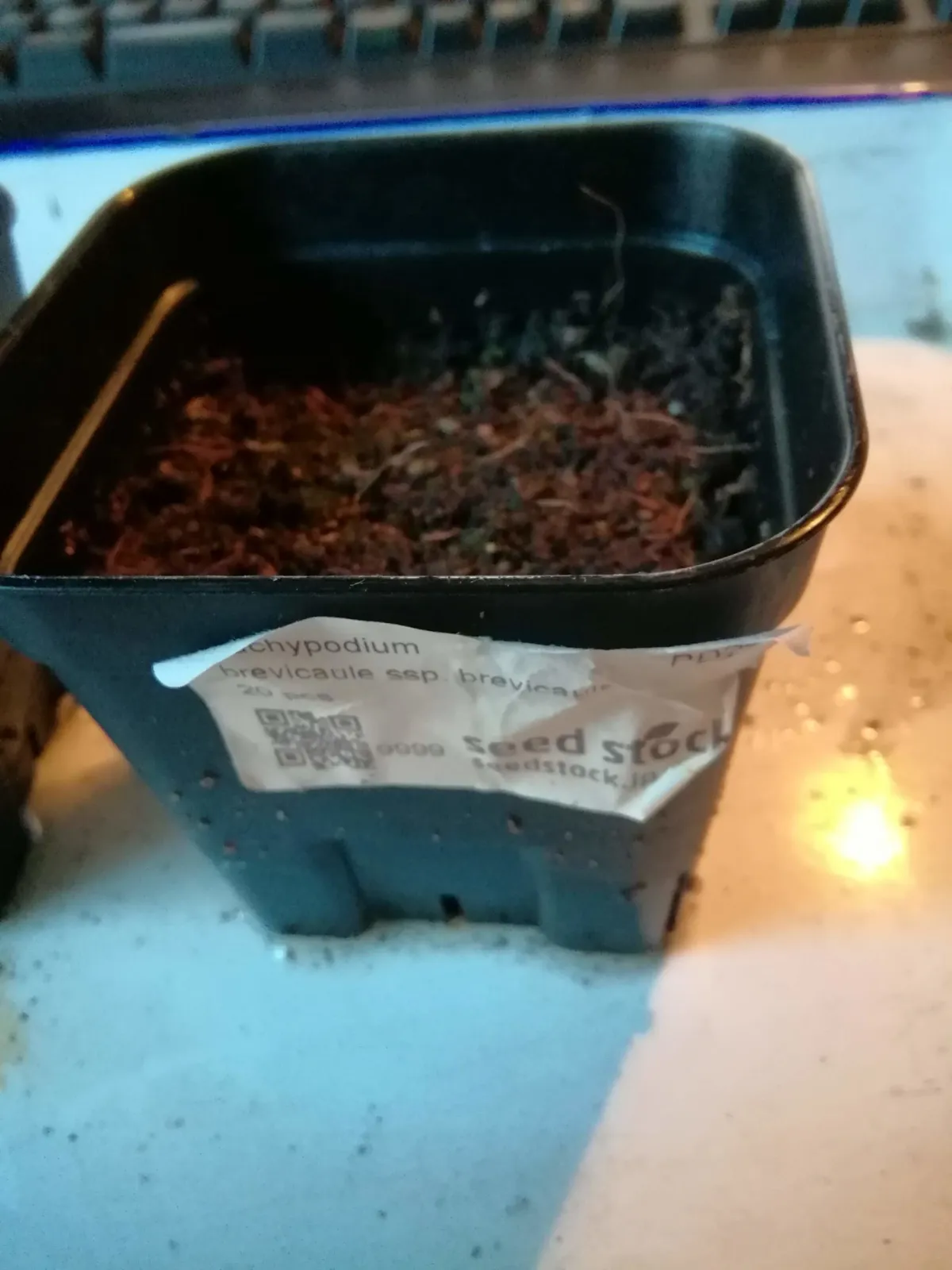 [モニター種子] パキポディウム ブレビカウレ Pachypodium brevicaule ssp. brevicaule