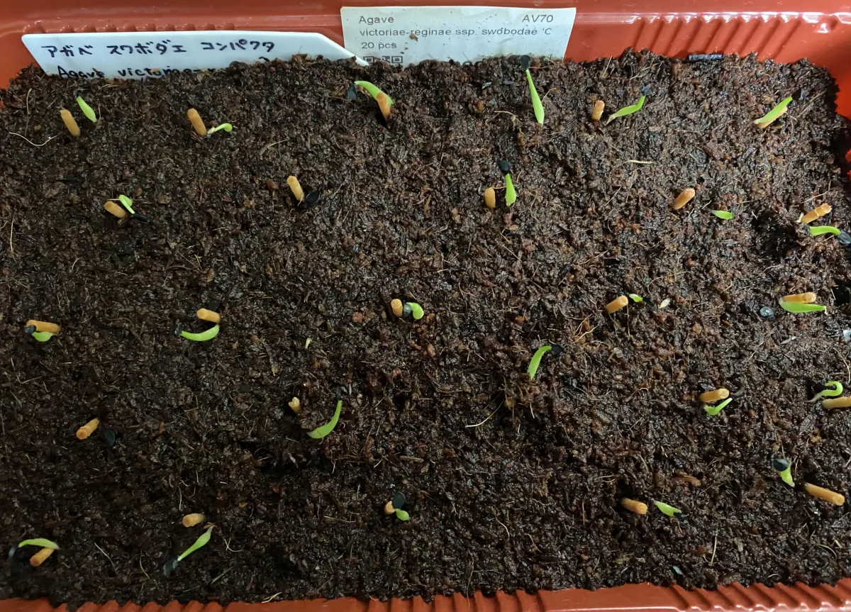 Agave victoriae-reginae ssp. swobodae 'Compacta' (アガベ スワボダエ コンパクタ‘’)