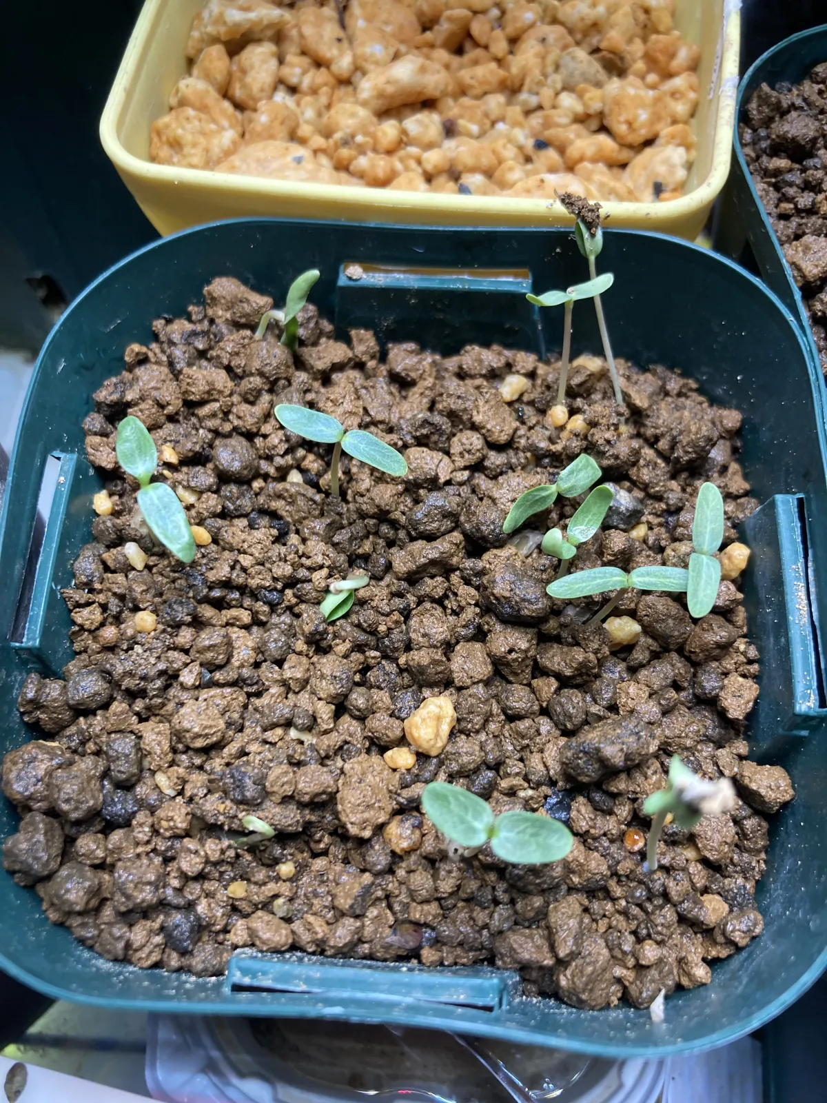 Fouquieria splendens ssp. splendens (フォークイエリア スプレンデンス)