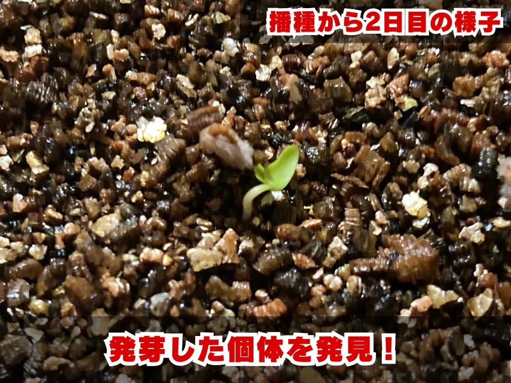 Pachycormus discolor (パキコルムス ディスカラー)