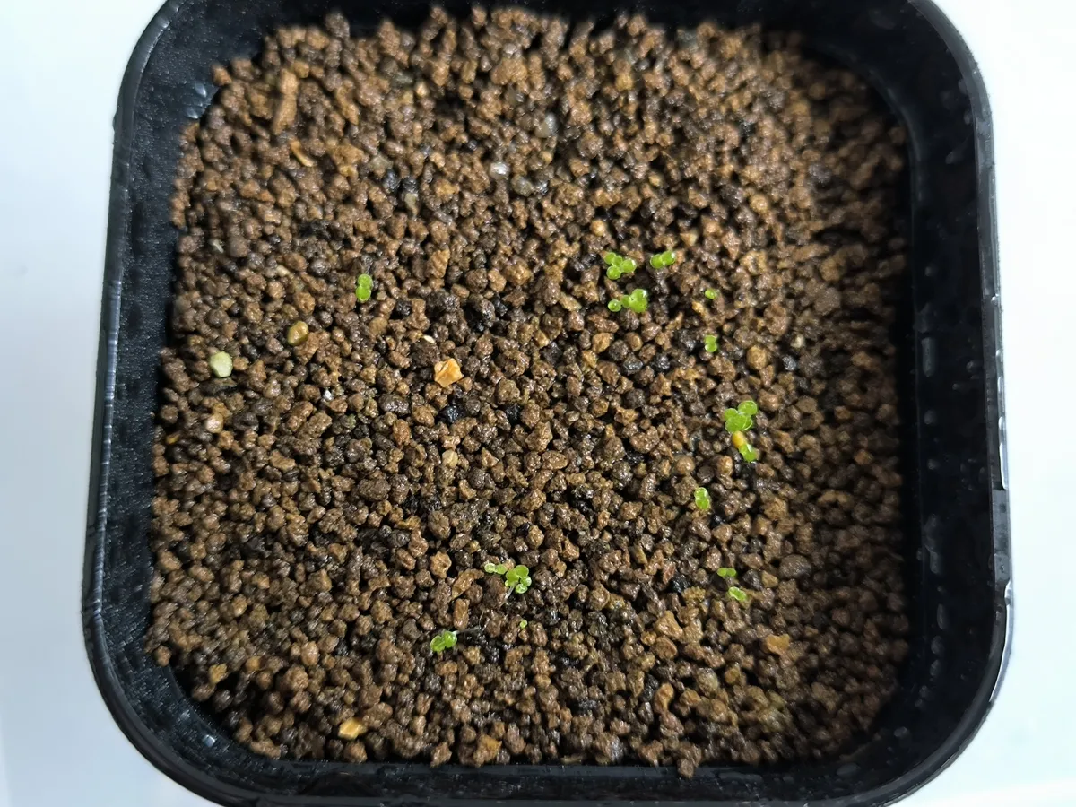 Begonia pengchingii (ベゴニア ペングチンギー)