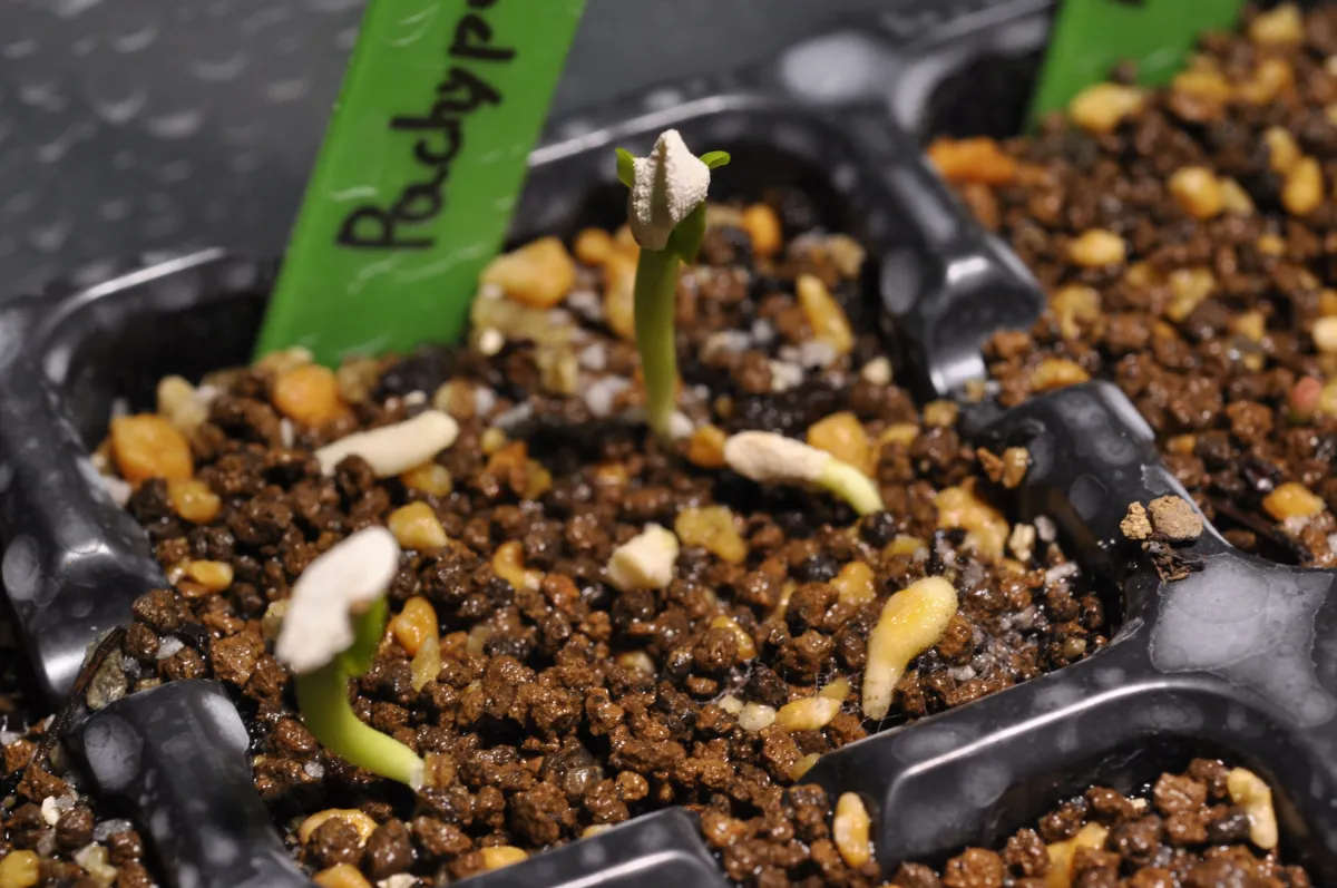 Pachypodium geayi (パキポディウム ゲアイー)