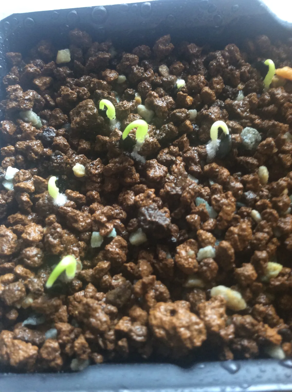 Agave stricta rubra (アガベ ストリクタ ルブラ)