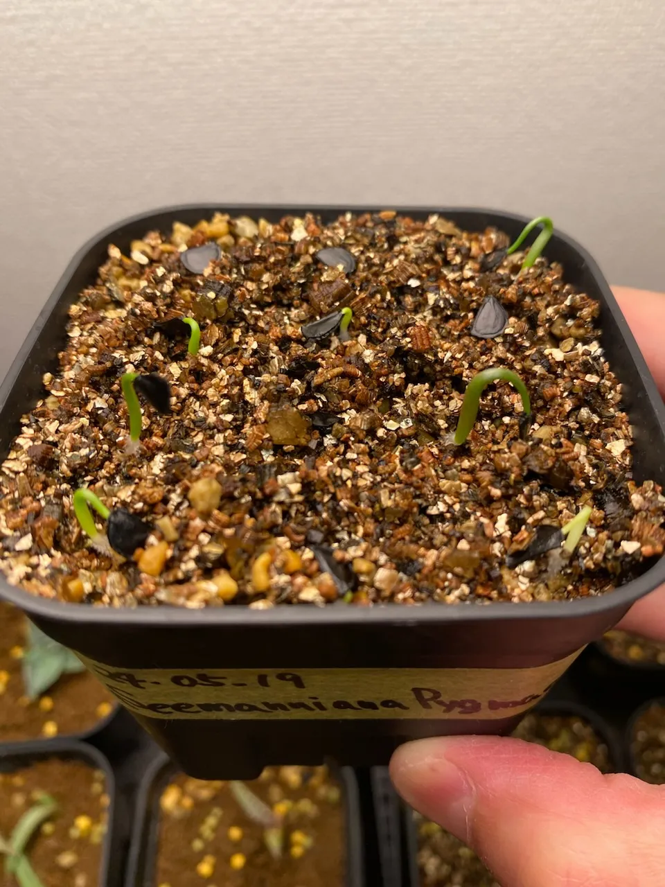 Agave seemanniana (アガベ ピグマエア)