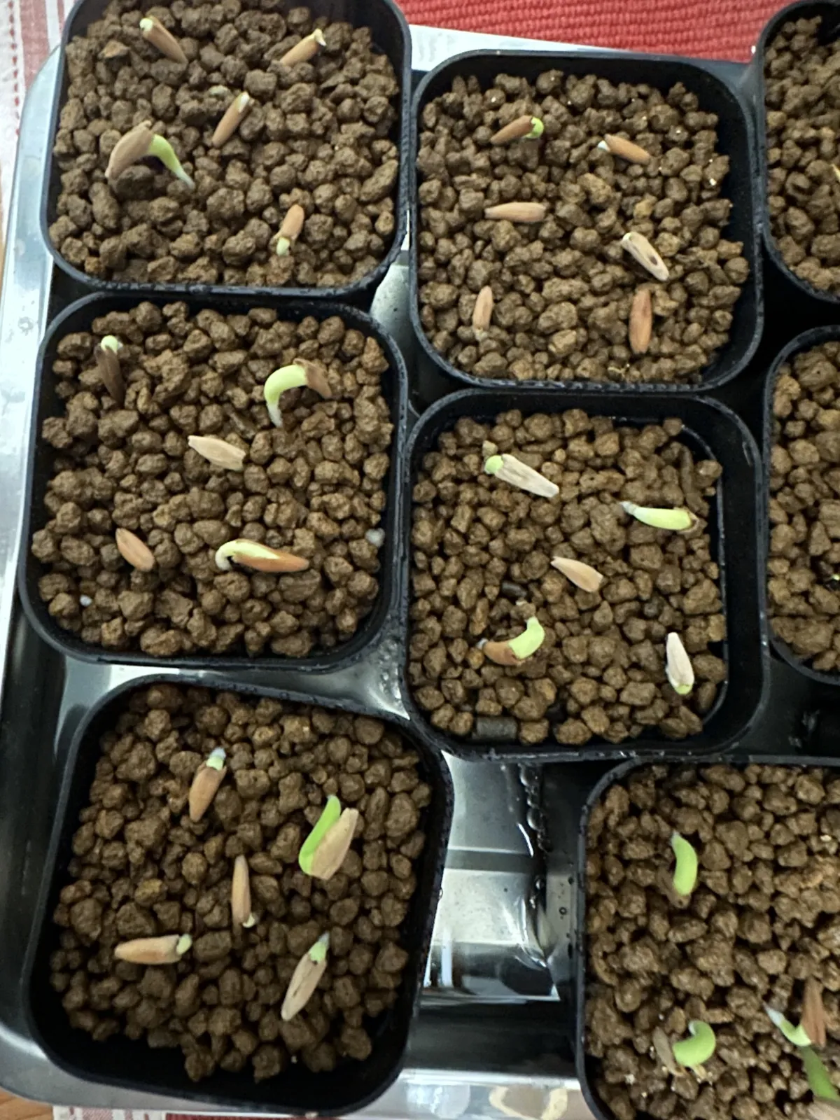 Adenium arabicum Black Stem (アデニウム アラビカム ブラックステム)