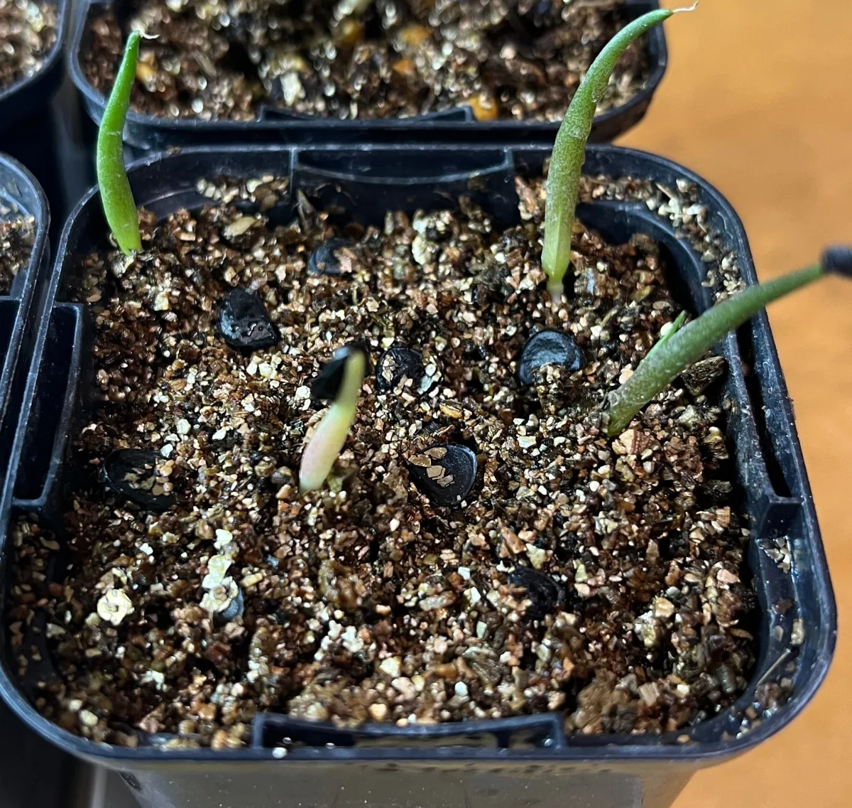 Agave isthmensis (アガベ イシスメンシス)