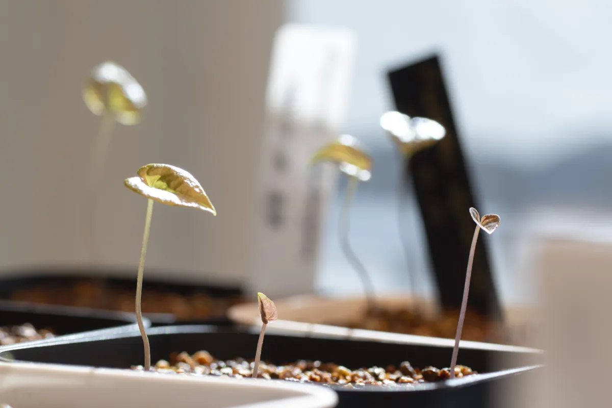 [チャレンジ種子] 亀甲竜 Dioscorea elephantipes ディオスコレア エレファンティペス 未発芽ロット